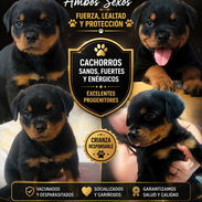 ((( CENTINELA PROTECTOR DE SUS BIENES ROTTWEILER AMBOS SEXOS VACUNADOS BETTY MASCOTAS WHATSAPP 52506841 ))) - Img 55934280
