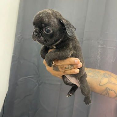 Bulldog Francés - Img 124262887