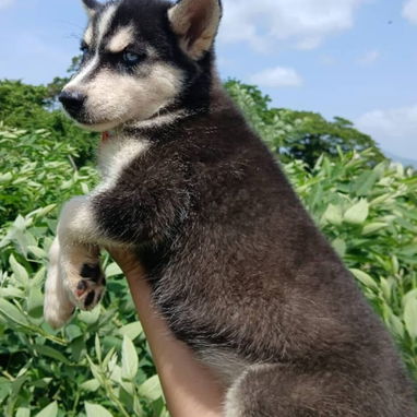 HUSKY SIBERIANO,ambos sexos,en 170 USD o equivalente,TENGO MENSAJERÍA,tienen 70 días y están desparacitados - Img 125594716