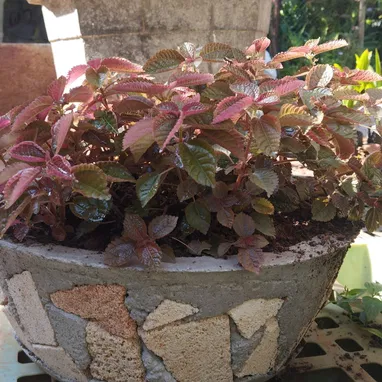 Plantas y servicios de Jardineria - Img 118359548