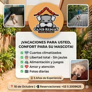 Hospedaje Premium para Perros – Canis Resort (Kinetica) - Img 55722960