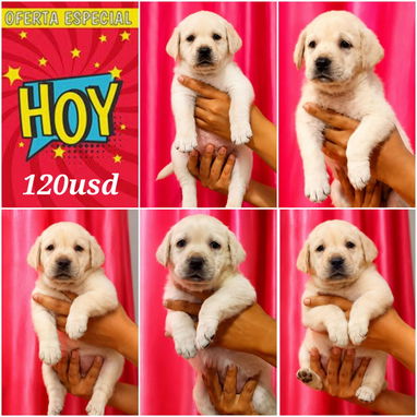 馃惗 CACHORROS DE RAZAS CON GARANT脥A Y CONFIANZA BETTY MASCOTAS WHATSAPP 52506841 馃惗 - Img 123757281