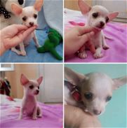 Chihuahua pequeñito, blanco y crema - Img 45739402
