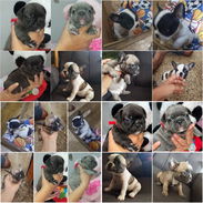 🐾❤️🐶 ¡BULLDOG FRANCÉS, CHATICOS ENCANTADORES! 🐶❤️🐾 WHAT'SAPP 52506841  🐾 - Img 57271786