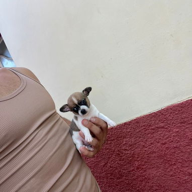 SHIHUAHUA MINI,macho,en 150 USD o equivalente(ACEPTO TRANSFERENCIA)TENGO MENSAJERÍA,tiene 55 días y está desparacitado. - Img 122734780