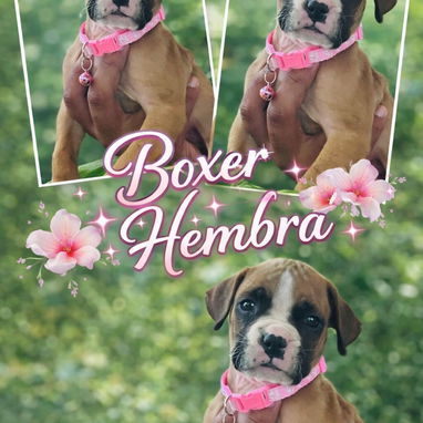 Variedades de cachorros de raza 😍 - Img 118966257