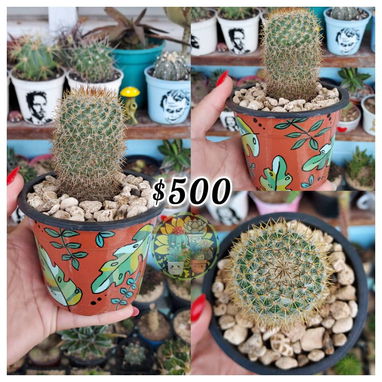 Cactus y suculentas en macetas decoradas a mano - 5/10