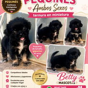 ((( SPANIEL TIBETANOS AMBOS SEXOS BETTY MASCOTAS WHATSAPP 52506841 ))) - Img 54651809