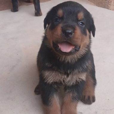 Si buscas una Exelente compañía, Chihuahua, shitzu,labrados ,Husky y mucho más llame al 53818081 - Img 123172263