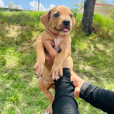 Hermosos cachorros - 2/3