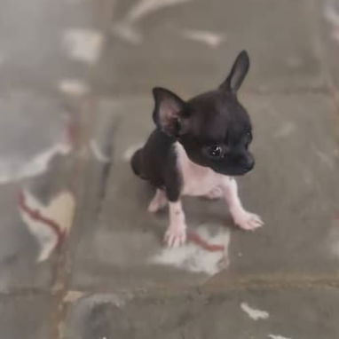 SHIHUAHUA MINI,hembra,en 250 USD o equivalente,TENGO MENSAJERÍA,tiene 60 días y está desparacitada - Img 125842447