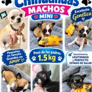 ((( CHIHUAHUAS MINI CABEZA DE MANZANA WHATSAPP 58746643 ))) - Img 57291811