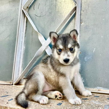 🐾 VARIEDAD DE RAZAS DISPONIBLES WHATSAPP 58746643 🐾 - 9/10