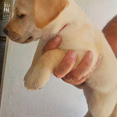 Cachorros labradores - Img 125633082
