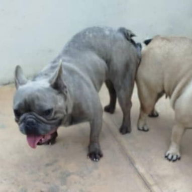 BULLDOG FRANCES,hembra,en 550 USD o equivalente,TENGO MENSAJERÍA,tiene 3 meses y ESTÁ VACUNADA y desparacitada. - Img 123548478