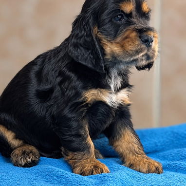 Cocker Spaniel - 2/3