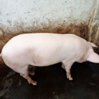 Se vende puerco macho 1200 la lbs - 3/5