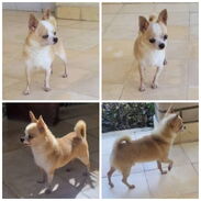 Chihuahua, semental de 5 años en venta. Betty Mascotas - Img 44325483