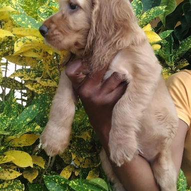 💙 HERMOSO CACHORRO COCKER SPANIEL 💙 - 3/3
