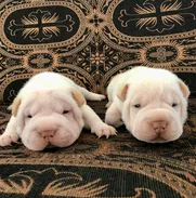 💜 PRÓXIMAMENTE HERMOSOS CACHORROS SHAR PEI 💜 - Img 50716535