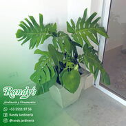 Venta de Malangas Monitoras (Costilla de Adán) × RANDY'S Jardinería y Ornamentos - Img 45541449