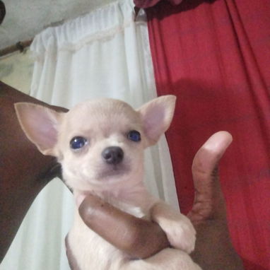 Se vende Chihuahua - 2/4