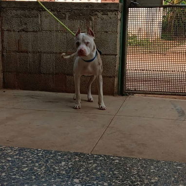 PITBULL MERLE,hembra,en 170 USD o equivalente en moneda nacional,TENGO MENSAJERÍA,tiene 48 días y está desparacitada - 8/10