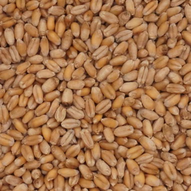 Wheat Soft-Red - 2/3