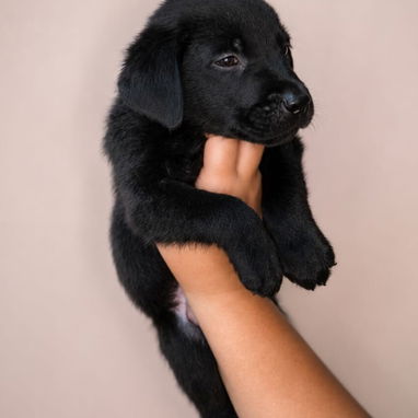 Cachorros labradores 70usd - Img 125688024