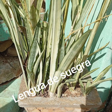 Plantas medicinales y posturas - Img 100428208