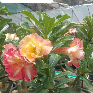 Adenium - 9/10