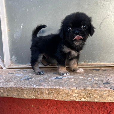 PEQUINÉS,macho,en 60 USD o equivalente,TENGO MENSAJERÍA,tiene 70 días y está desparacitado - Img 125860717