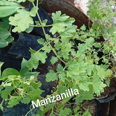 Plantas medicinales y posturas - Img 100428210