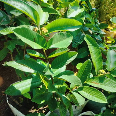 Venta de arboles frutales y ornamentales - Img 124230949