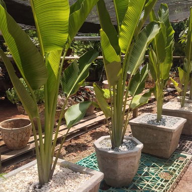 Servicios de jardinería y venta de plantas ornamentales y frutales - Img 127606183