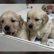 Cachorros Golden Retriver - Img 58055867