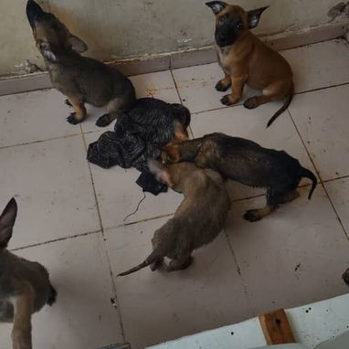 Variedades de cachorros.pastor aleman. Pastor belga malinoe.chihuahua.pequine.pitbull.yorky.boxer.pastor suizo..labrador - Img 126359767
