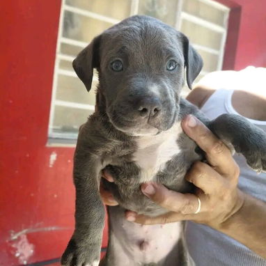 Pitbull - Img 121536911