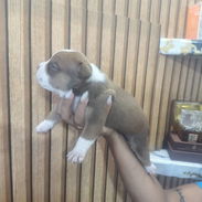 CACHORROS AMERICAN BULLY POCKET - Img 58354472