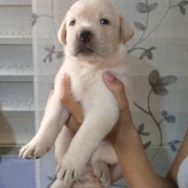 ((( LABRADOR RETRIEVER HEMBRAS EN PRÓXIMA VENTA BETTY MASCOTAS WHATSAPP 52506841 )))) - Img 123031187