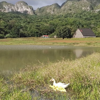 Cod.Z Hospedaje de lujo en Viñales . Reserva tu escape natural 🌿 - Img 114825644