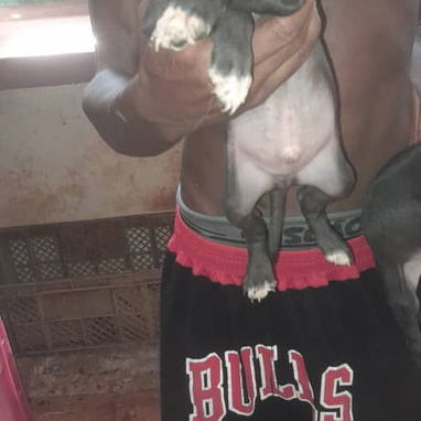 Pitbull y rotwailer - Img 123036005