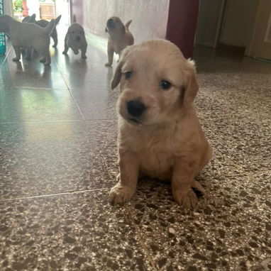 GOLDEN RETRIEVER,machos,en 250 USD o equivalente,TENGO MENSAJERÍA,tienen 48 días y están desparacitados - 3/7