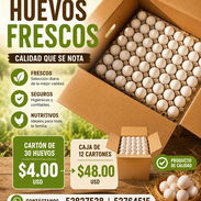 Cajas de huevos - Img 55881484
