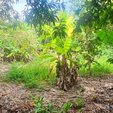 Venta de finca en cojimar 4800 m² - 9/10