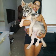 Cachorros Husky siberianos - Img 58213865