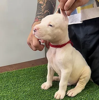 💜 🐾 Cachorros  American Bully Pocket, Pitbull, Pequinés, Labrador Shih Tzu Beagle, Pug, Chihuahua. BETTY MASCOTAS🐾 💜 - Img 99414500