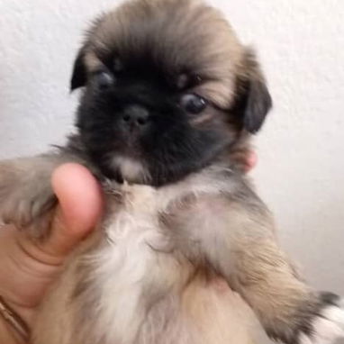 Cachorro pequines - Img 122804751