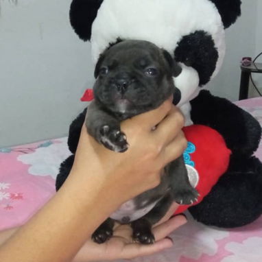 🐶💕 HERMOSA CAMADA DE BULLDOG FRANCÉS AMBOS SEXOS WHATSAPP 52506841  💕 - 4/9