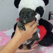 BULLDOG FRANCES,ambos sexos,azules en 1000 USD y negros en 600 USD o equivalente,TENGO MENSAJERÍA,tienen 33 días - Img 58037482